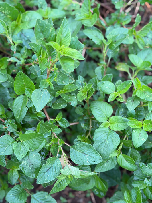Amaranth Leaf Powder