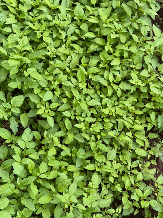 Blackjack Powder (100g)