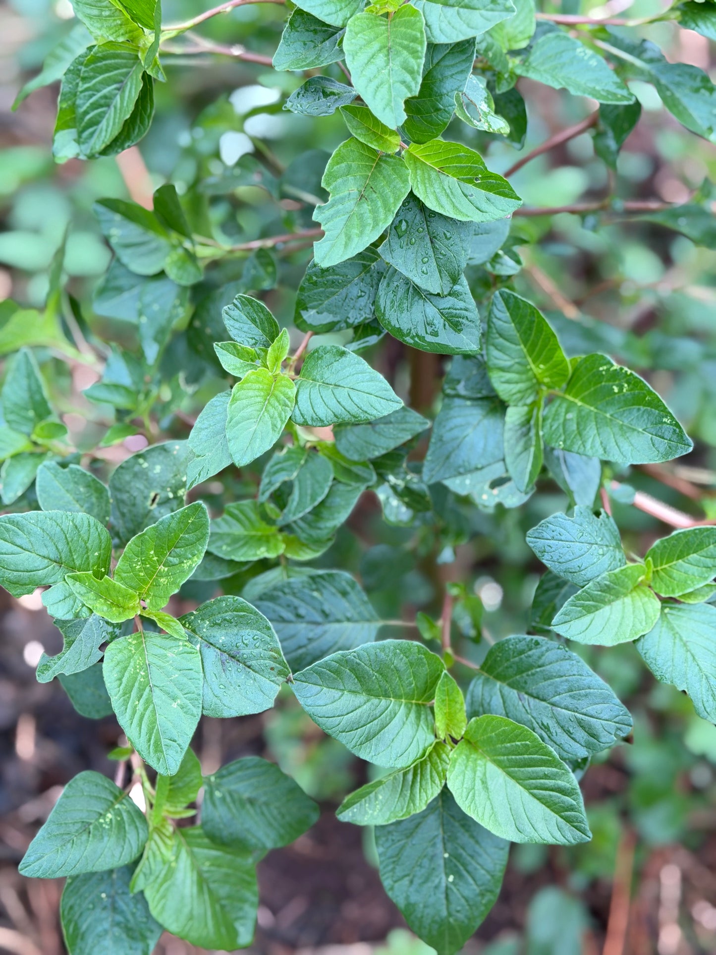 Amaranth Leaf Powder