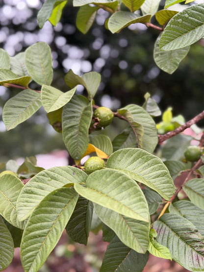 Guava leaf Powder (100g)