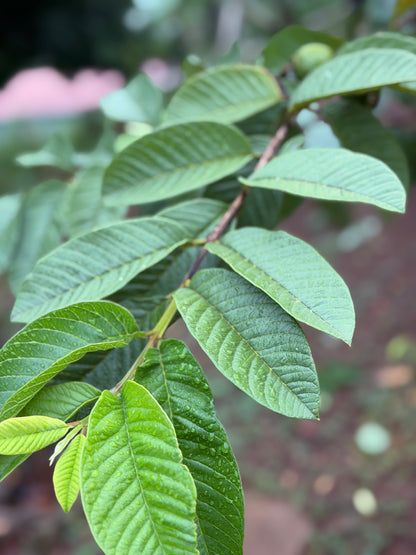 Guava leaf Powder (100g)