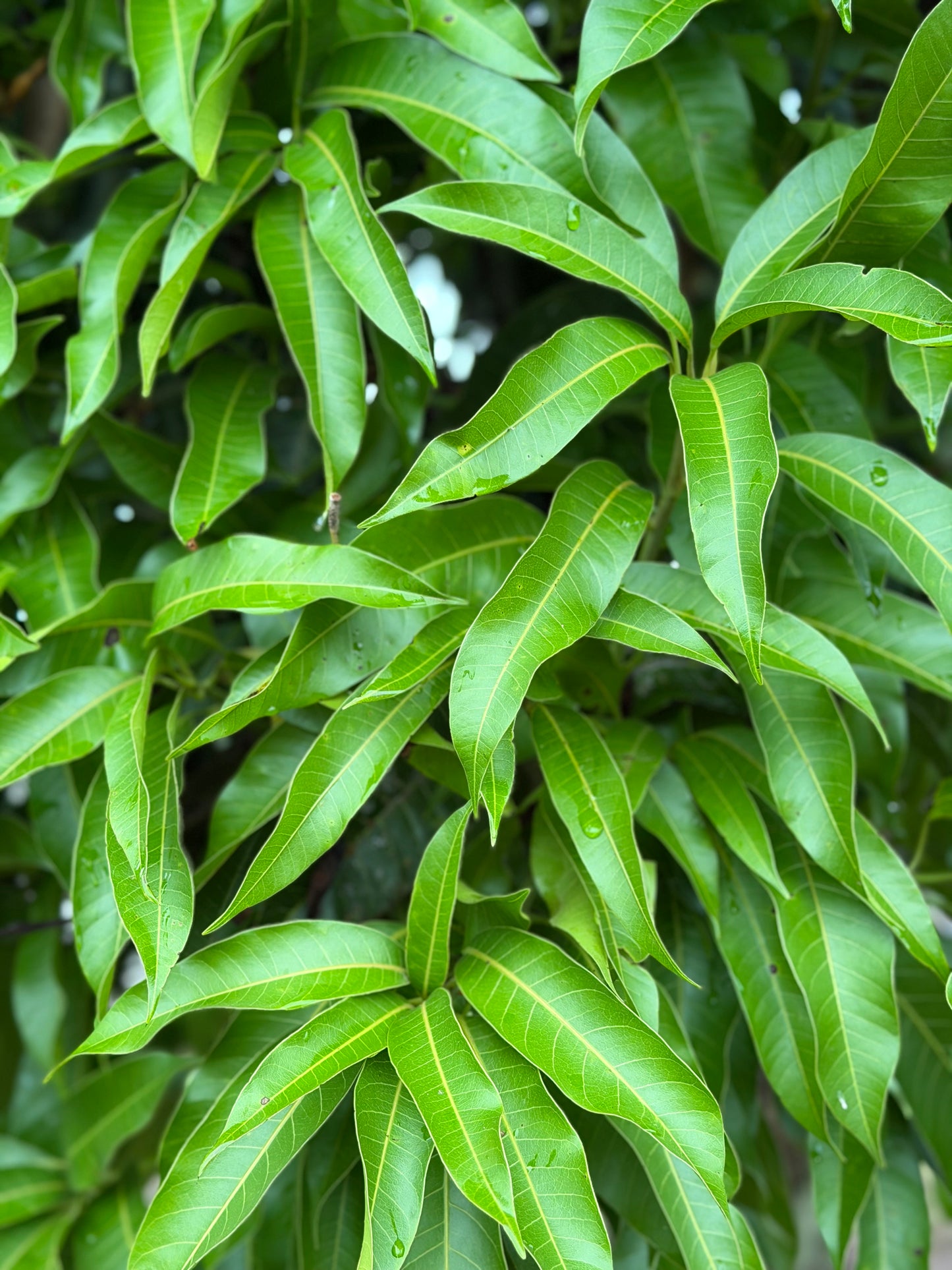 Mango leaf Powder (100g)