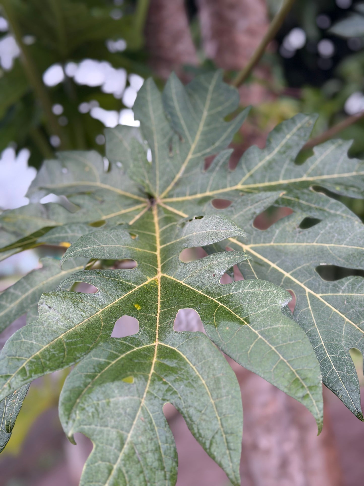 Papaya leaf Powder (100g)